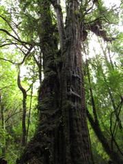 Metrosideros stipularis