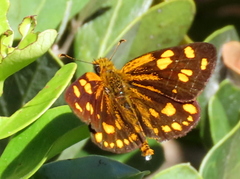 Metisella metis metis