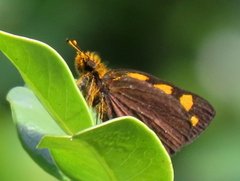 Metisella metis metis