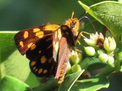 Metisella metis metis