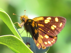 Metisella metis metis