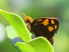 Metisella metis metis