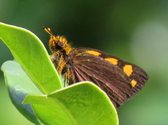 Metisella metis metis