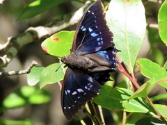 Charaxes xiphares occidentalis