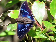 Charaxes xiphares occidentalis