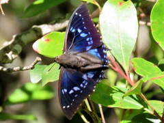 Charaxes xiphares occidentalis