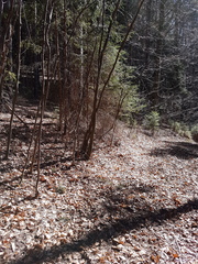 Earomyia lonchaeoides