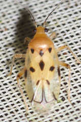 Domingomiris coloradensis