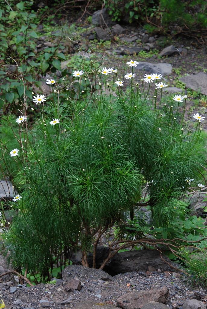 Argyranthemum vincentii