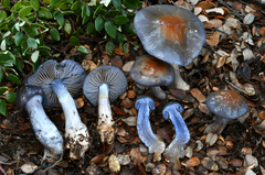 Cortinarius taylorianus