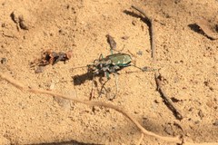 Cicindela ancocisconensis