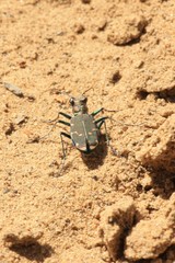 Cicindela ancocisconensis