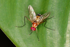 Cholomyia acromion