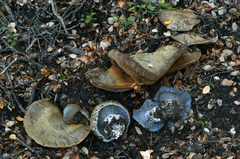 Cortinarius austrocyanites