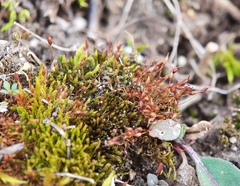 Tortula lindbergii