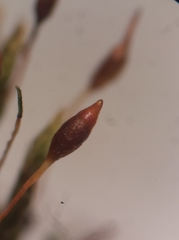 Tortula lindbergii