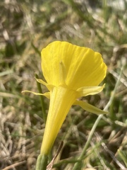 Narcissus bulbocodium