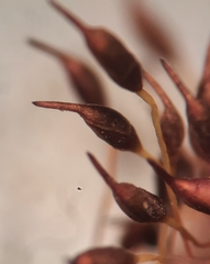 Tortula lindbergii