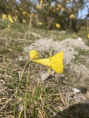 Narcissus bulbocodium