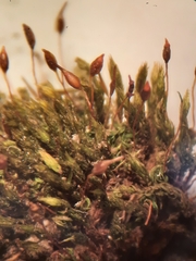 Tortula lindbergii