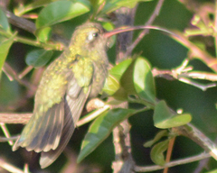 Phaeoptila sordida