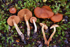 Cortinarius veronicae