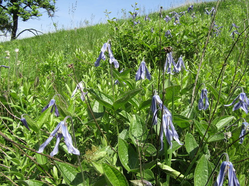 Solitary clematis (Clematis integrifolia)