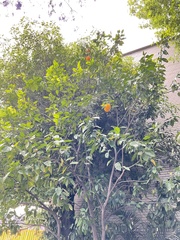 Citrus