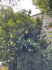 Citrus