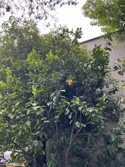 Citrus