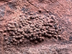 Hypocreaceae