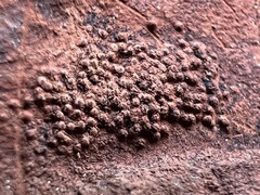 Hypocreaceae