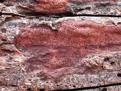Hypocreaceae