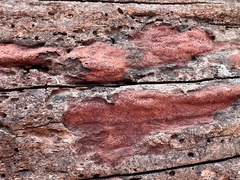 Hypocreaceae