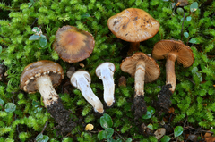Cortinarius naphthalinus