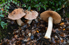 Cortinarius alboroseus
