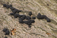 Diatrype disciformis