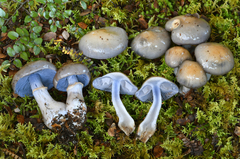 Cortinarius taylorianus