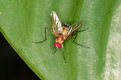 Cholomyia acromion