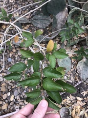 Citharexylum berlandieri