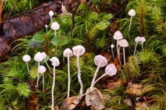 Mycena stevensoniae