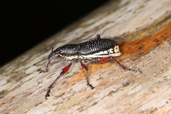 Aulametopus marginellus