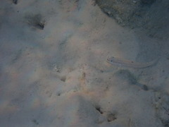 Valenciennea muralis