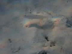 Valenciennea muralis