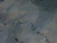 Valenciennea muralis