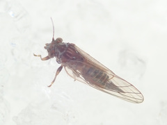 Cacopsylla melanoneura