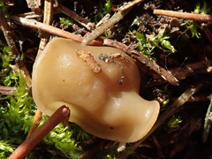 Gyromitra gigas