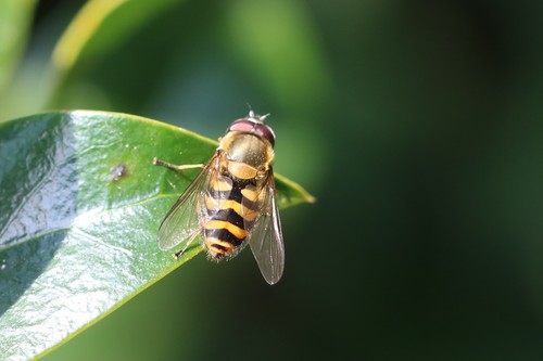 Hairy-eyed Flower Fly, Wageningen, Nederland, photo 5 of 10