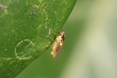Thaumatomyia notata