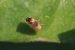Thaumatomyia notata